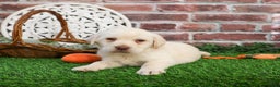 Labrador Retriever dogs for sale: Bellamy - Ad 3