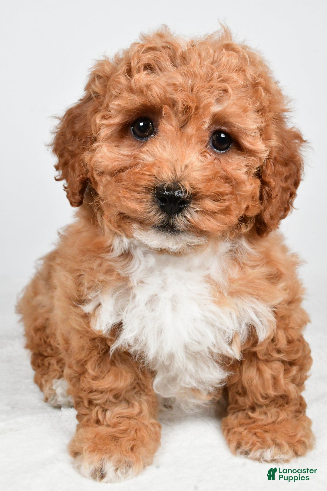 Bichpoo dogs for sale: Buddy - Ad 1