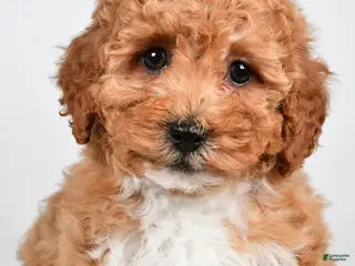 Bichpoo dogs Buddy - Ad 31