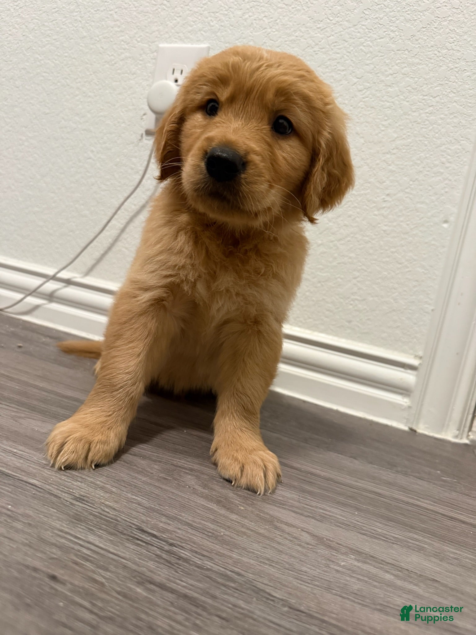 Golden Retriever dogs Blue - Ad 6