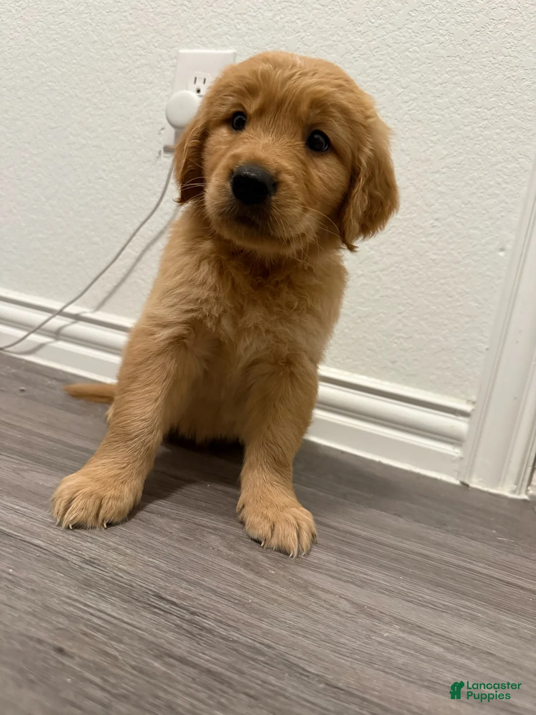 Golden Retriever dogs for sale: Blue - Ad 1