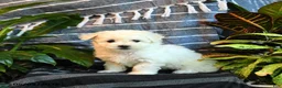 Bichon Frise dogs for sale: Vanilla - Ad 4