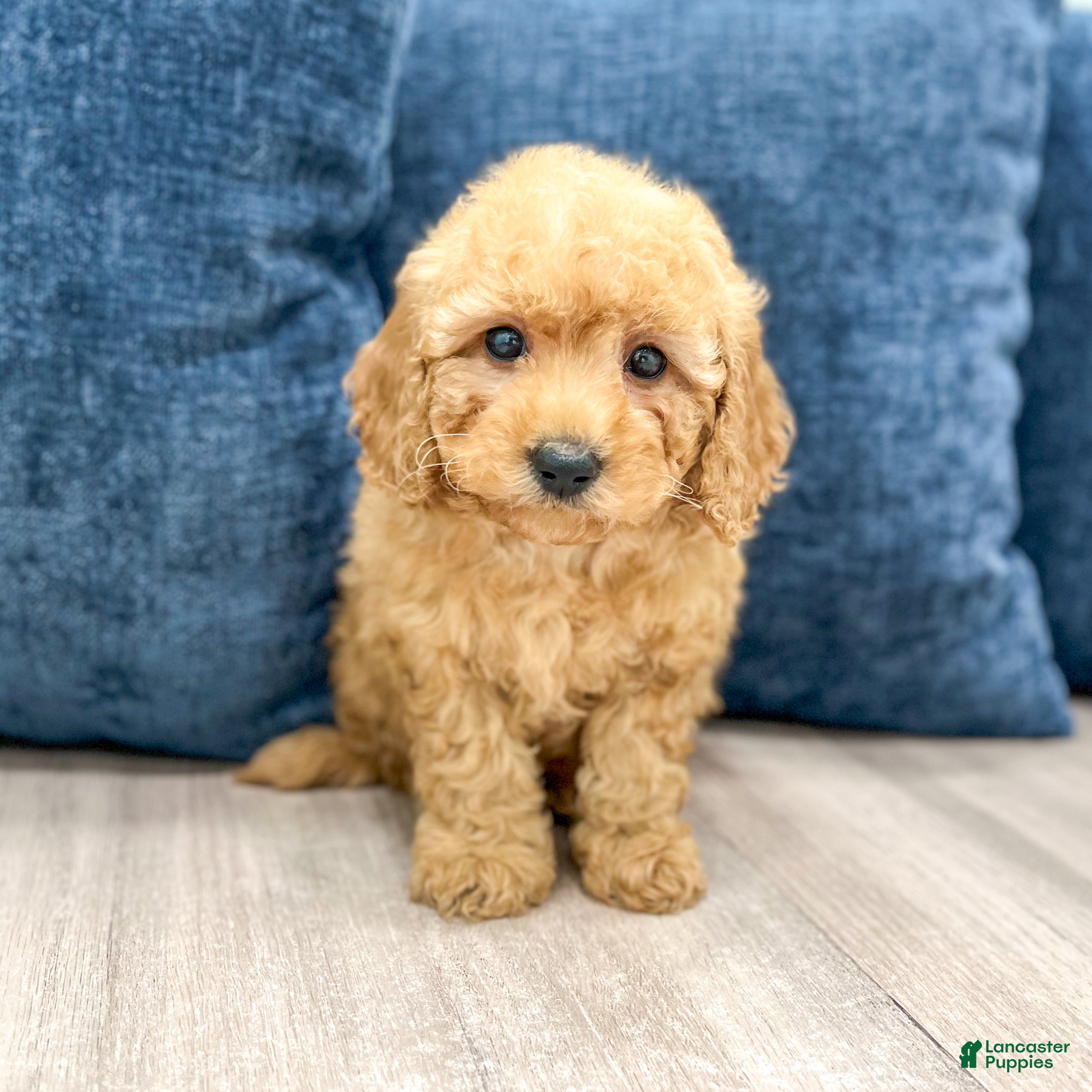 Miniature Poodle dogs for sale: Tommy - Ad 1