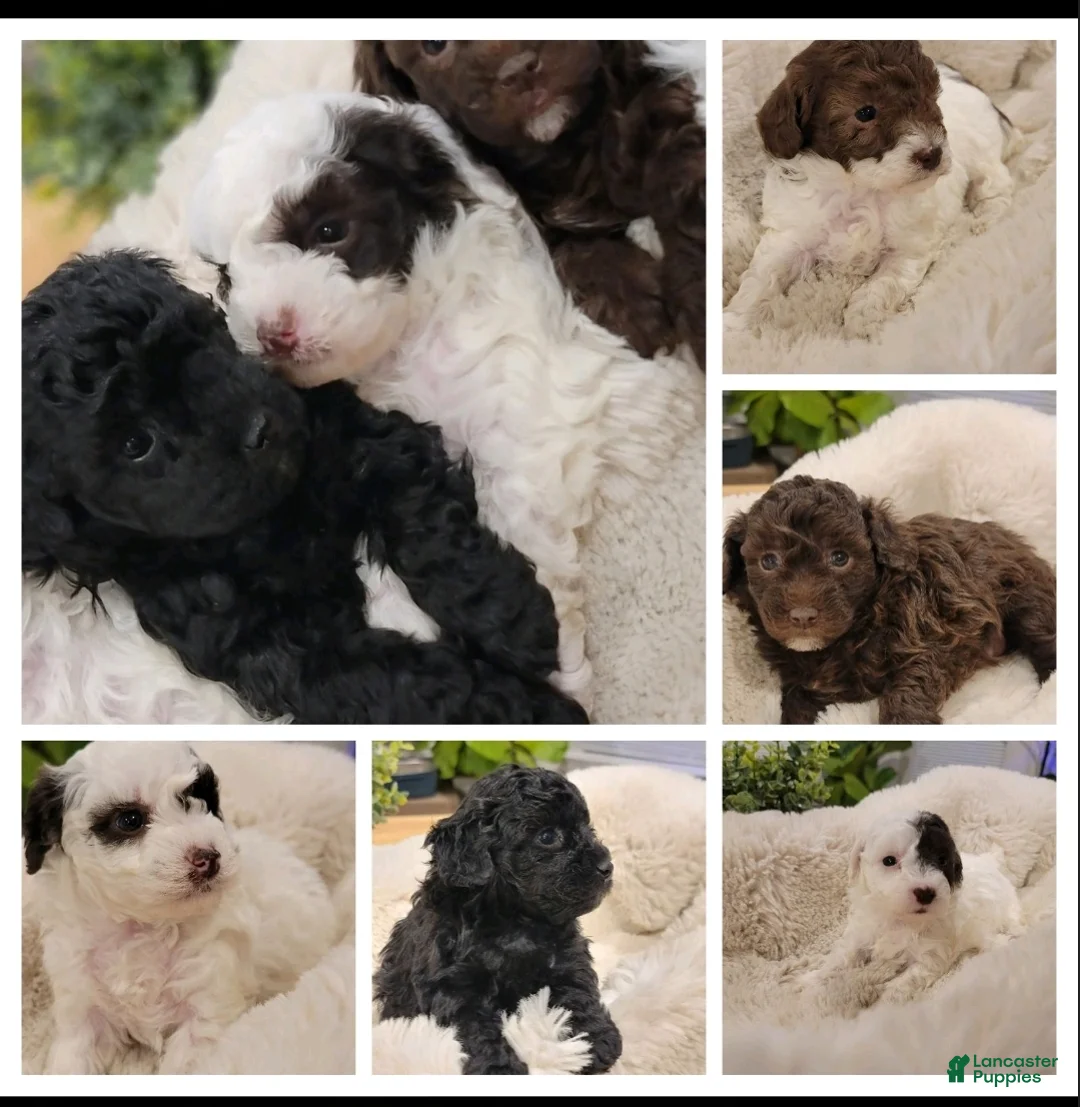 Toy Poodle dogs for sale: Toy Poodle Puppy 4 - Ad 3