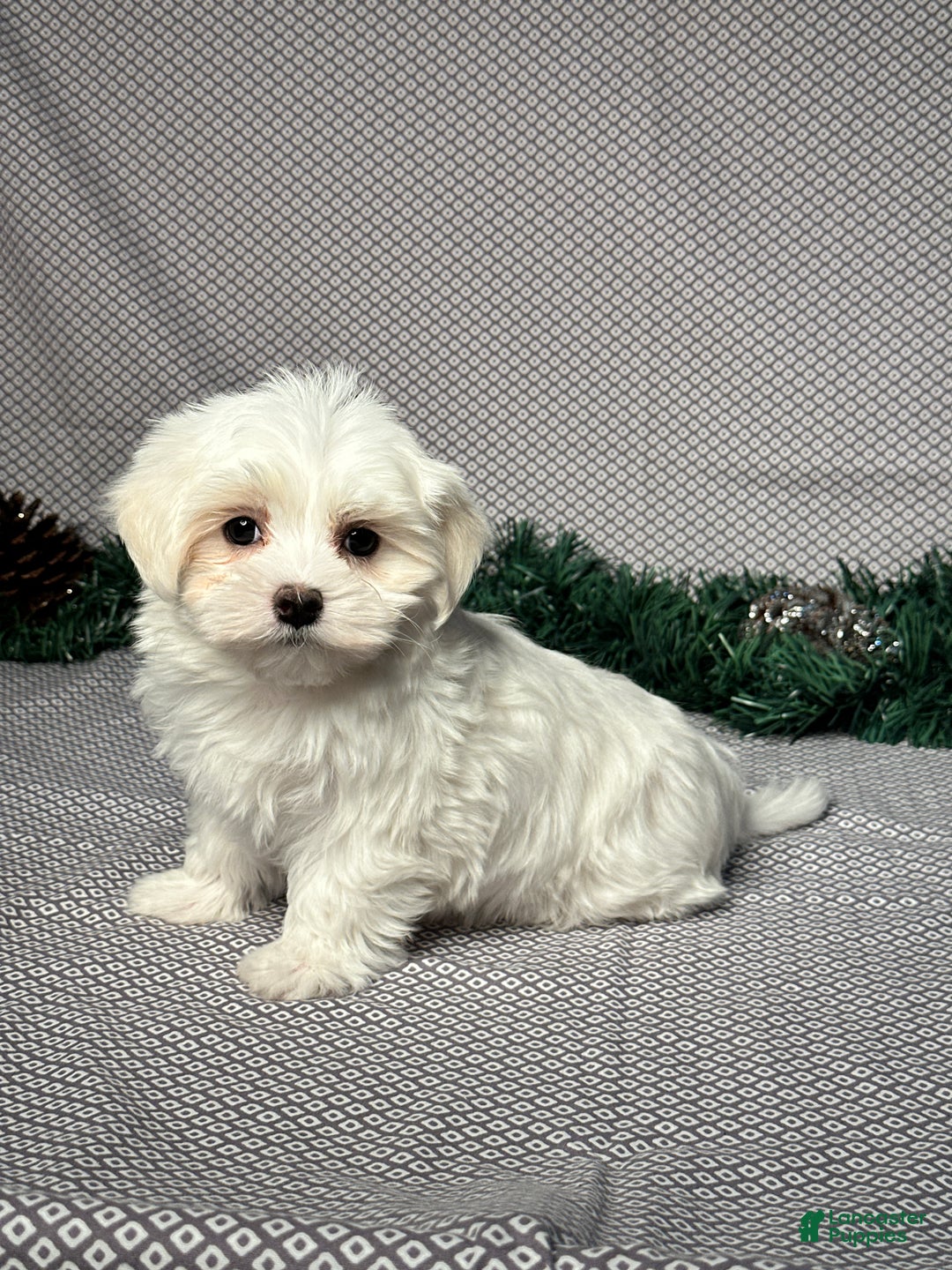 Maltese dogs for sale: Jordan - Ad 3