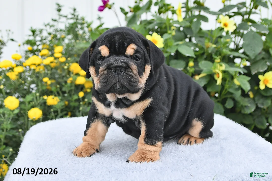 English Bulldog dogs for sale: Peggy - Ad 2