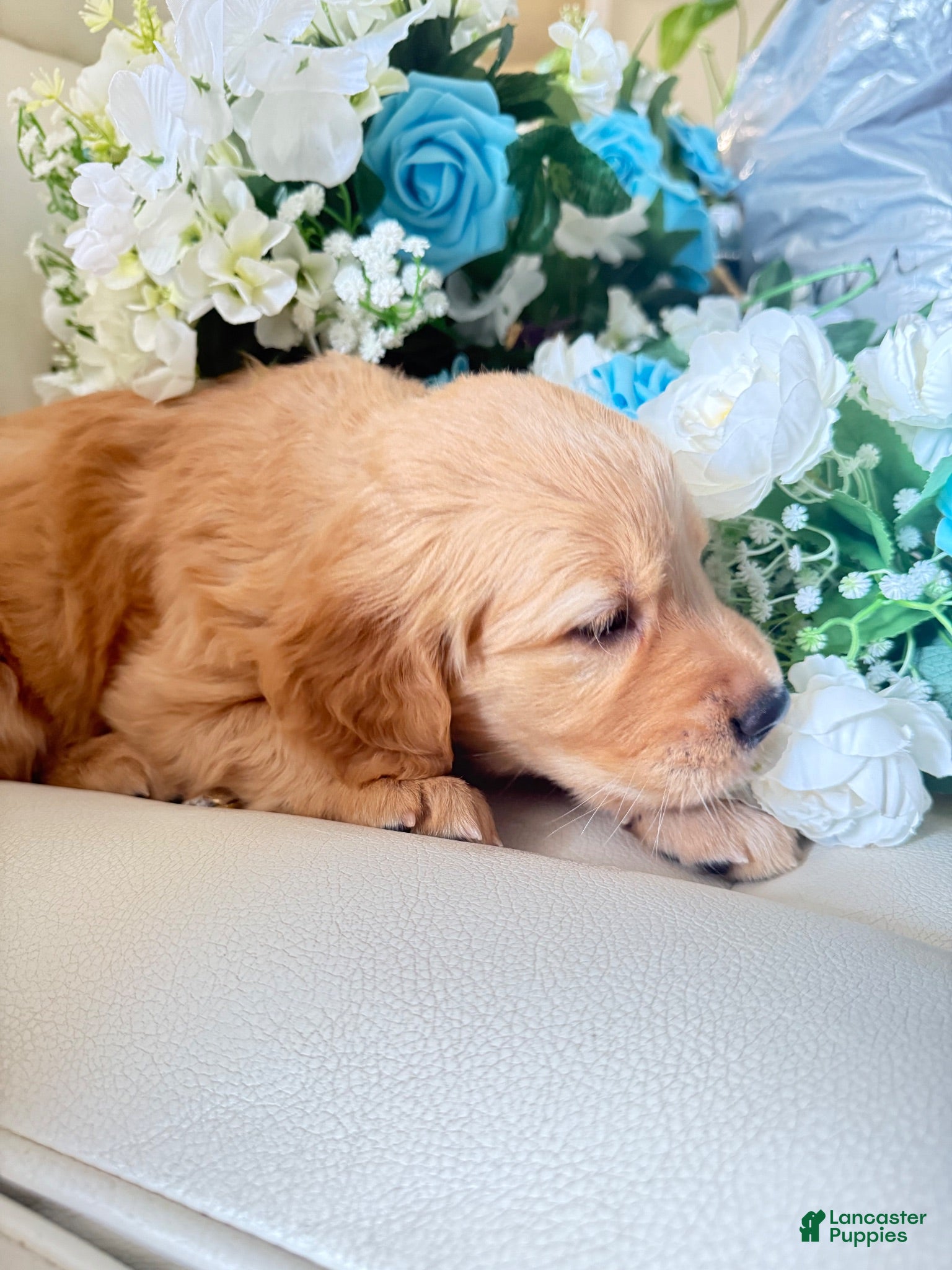 Golden Retriever dogs Golden Retriever 1 - Ad 1