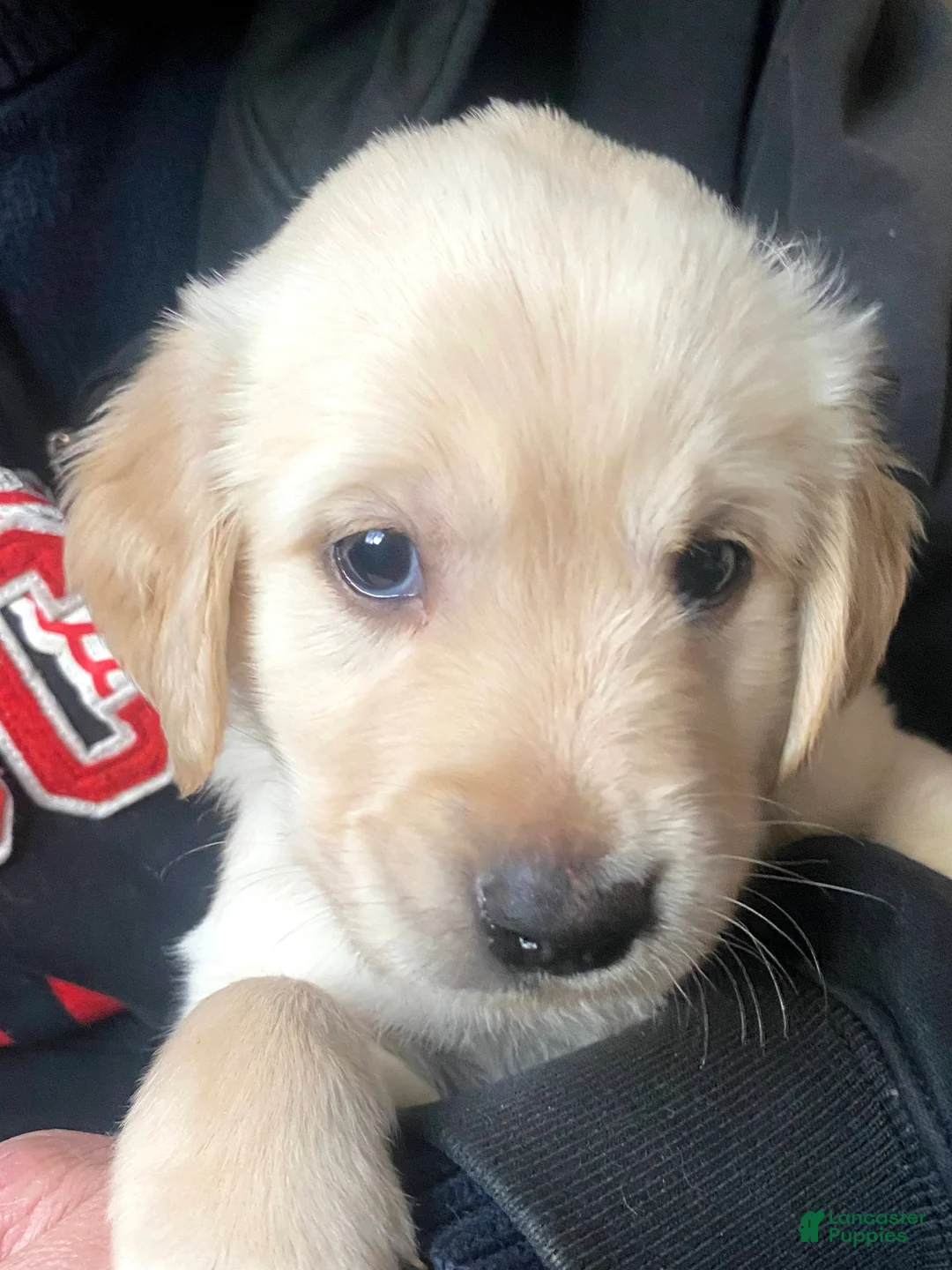 Golden Retriever dogs for sale: Golden Retriever Puppy 3 - Ad 7