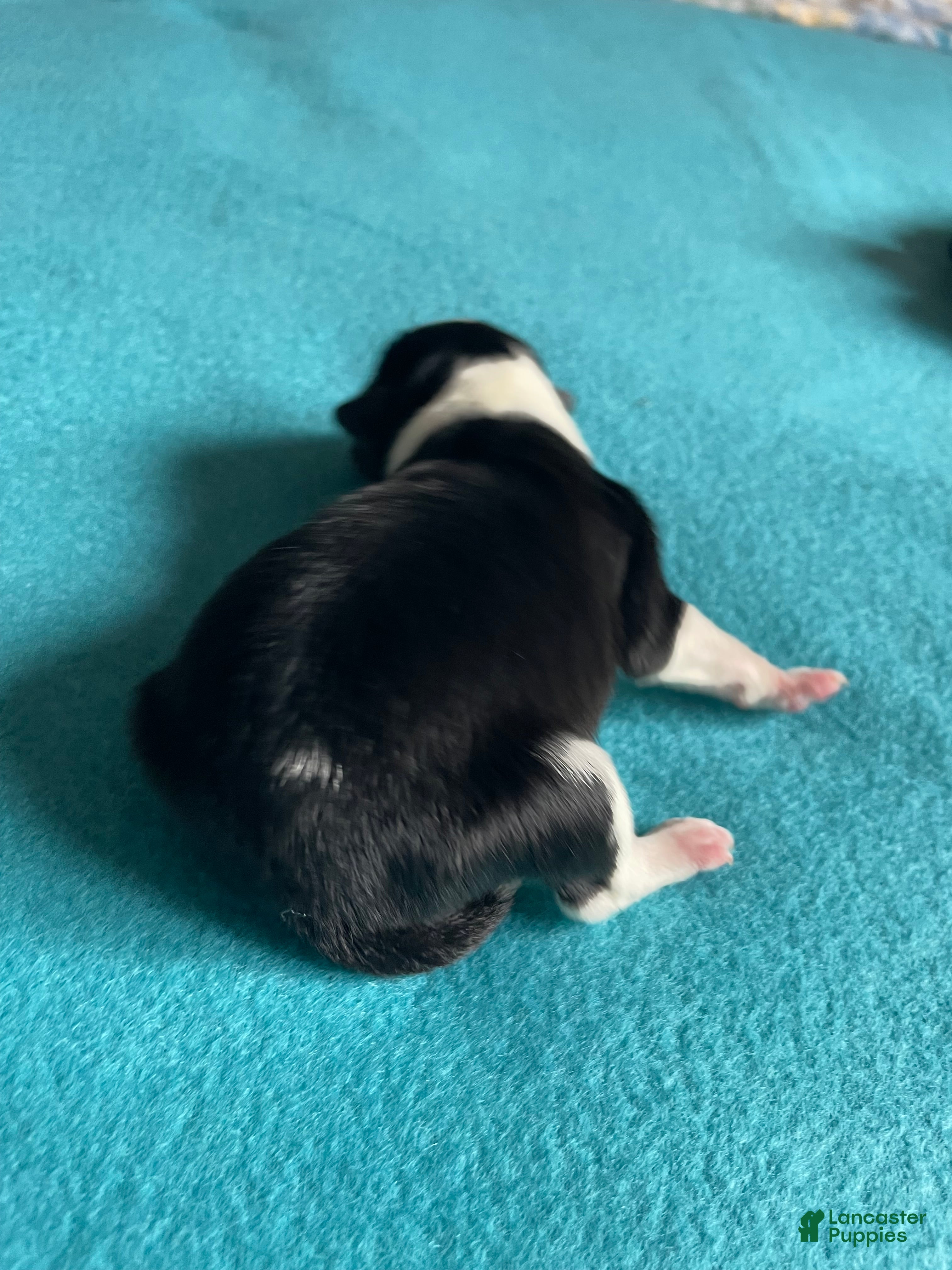 Mixed Breed dogs dot - com (Wham!) - Ad 15