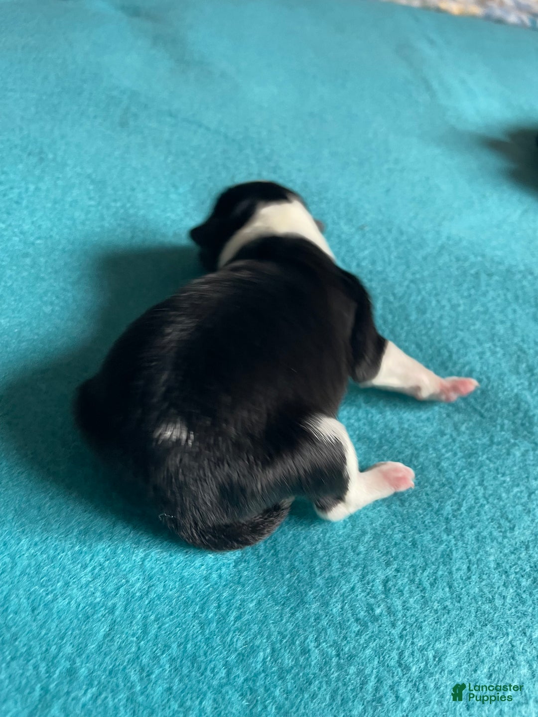 Mixed Breed dogs for sale: dot - com (Wham!) - Ad 1