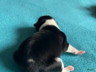 Mixed Breed dogs RESERVED. dot - com (Wham!) - Ad 37