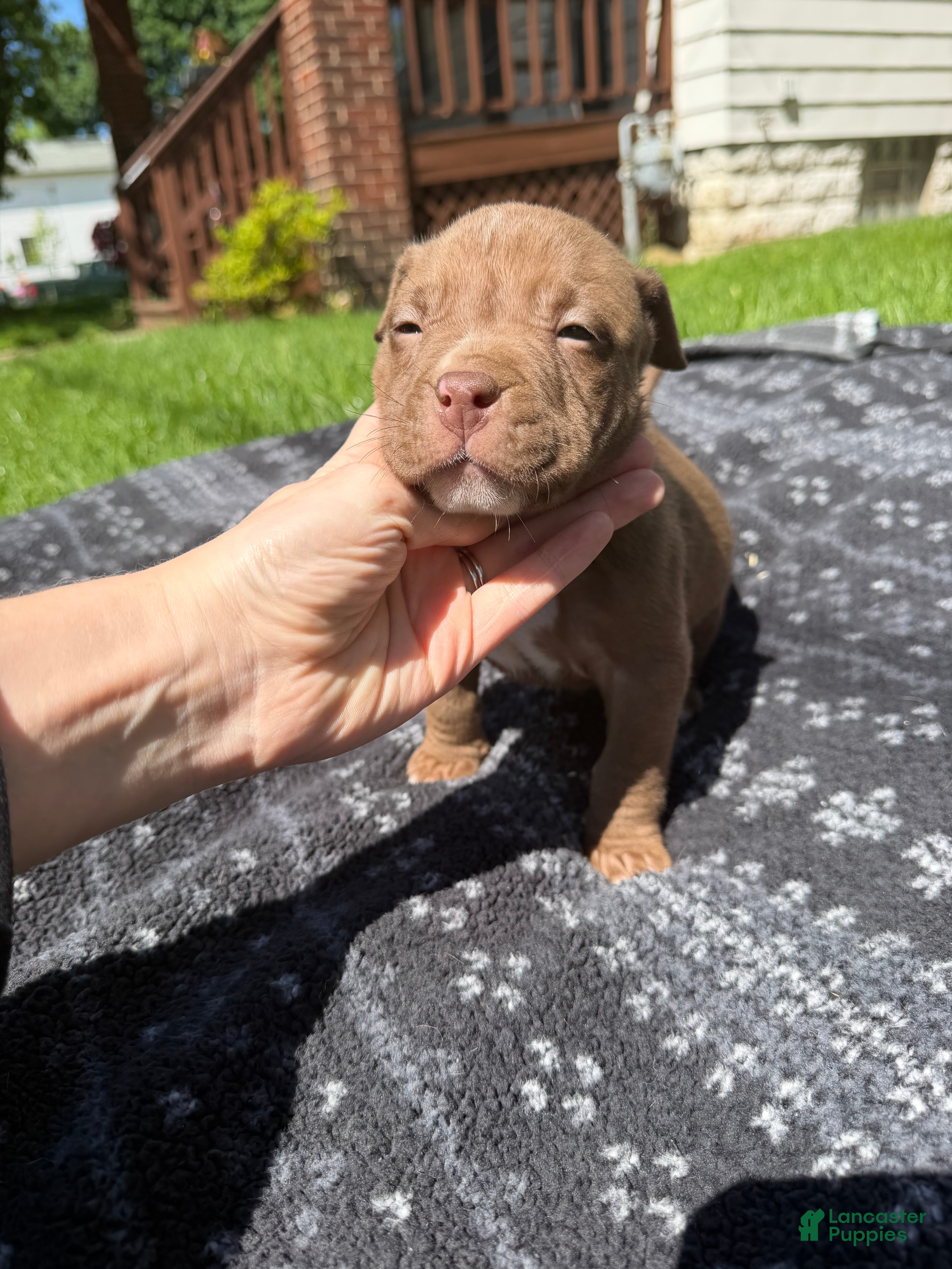 American Bully dogs Floki - Ad 2