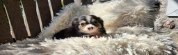 Chihuahua dogs for sale: Tony - Ad 11