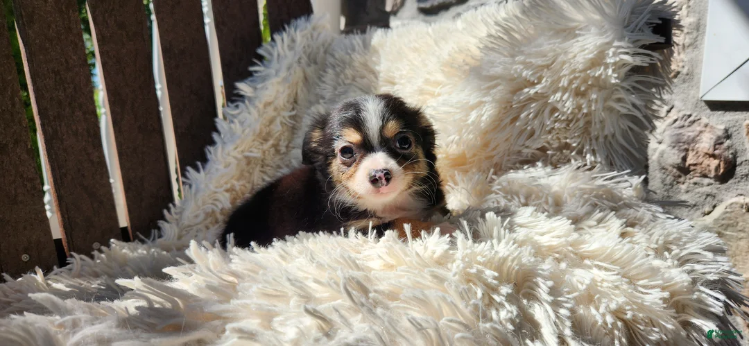 Chihuahua dogs for sale: Tony - Ad 11
