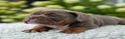 Beabull dogs for sale: Dixie  - Ad 3