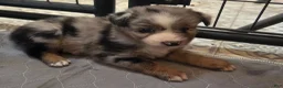 Australian Shepherd dogs for sale: River - Ad 11