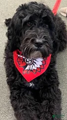 Auggie