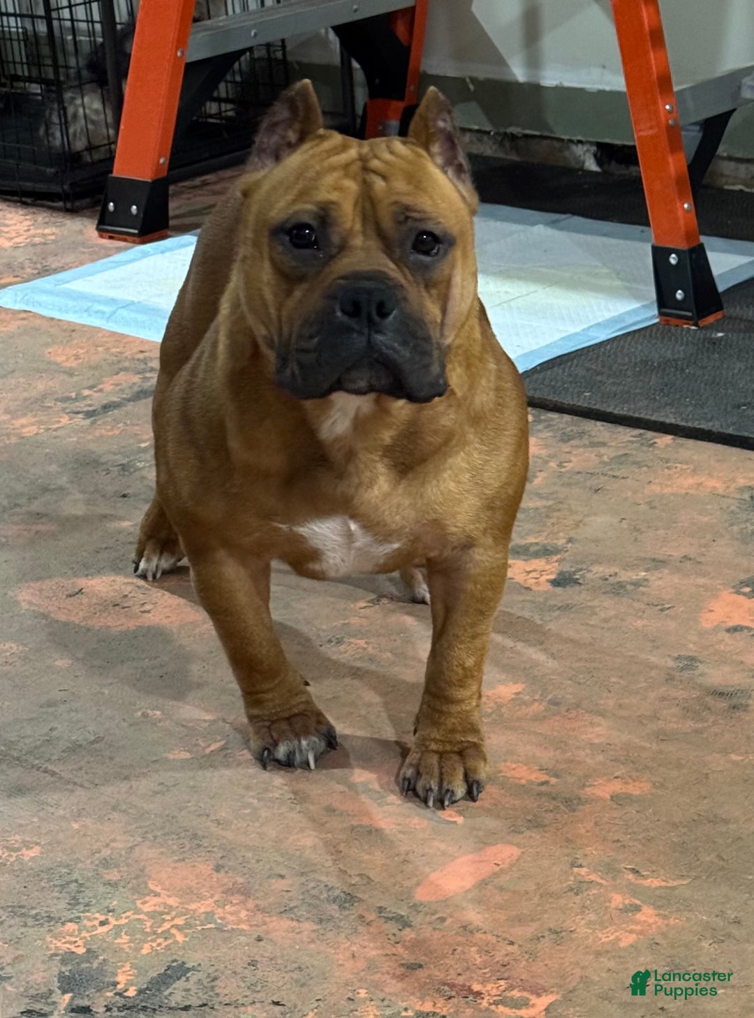American Bully dogs for sale: American Bully  - Ad 7