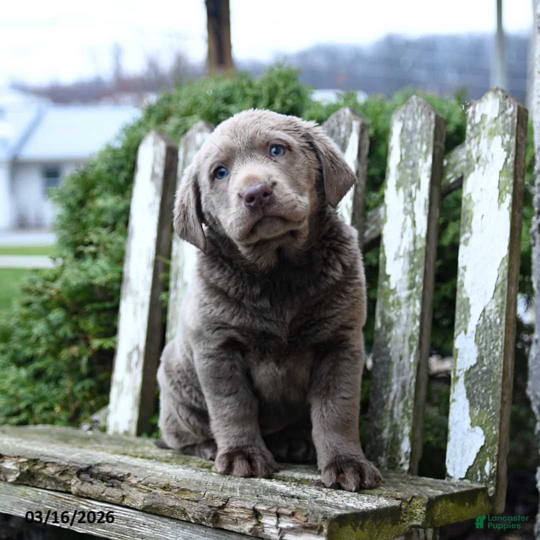 Labrador Retriever dogs for sale: Pebbles - Ad 2