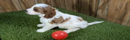 Cavapoo dogs for sale: LaRaes Girl - Ad 5