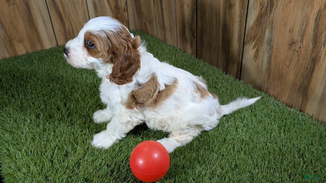 Cavapoo dogs for sale: LaRaes Girl - Ad 5