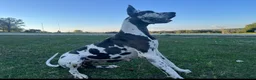 Great Dane dogs for sale: Euro Ridley  - Ad 8