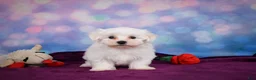 Maltese dogs for sale: Cash - Ad 5