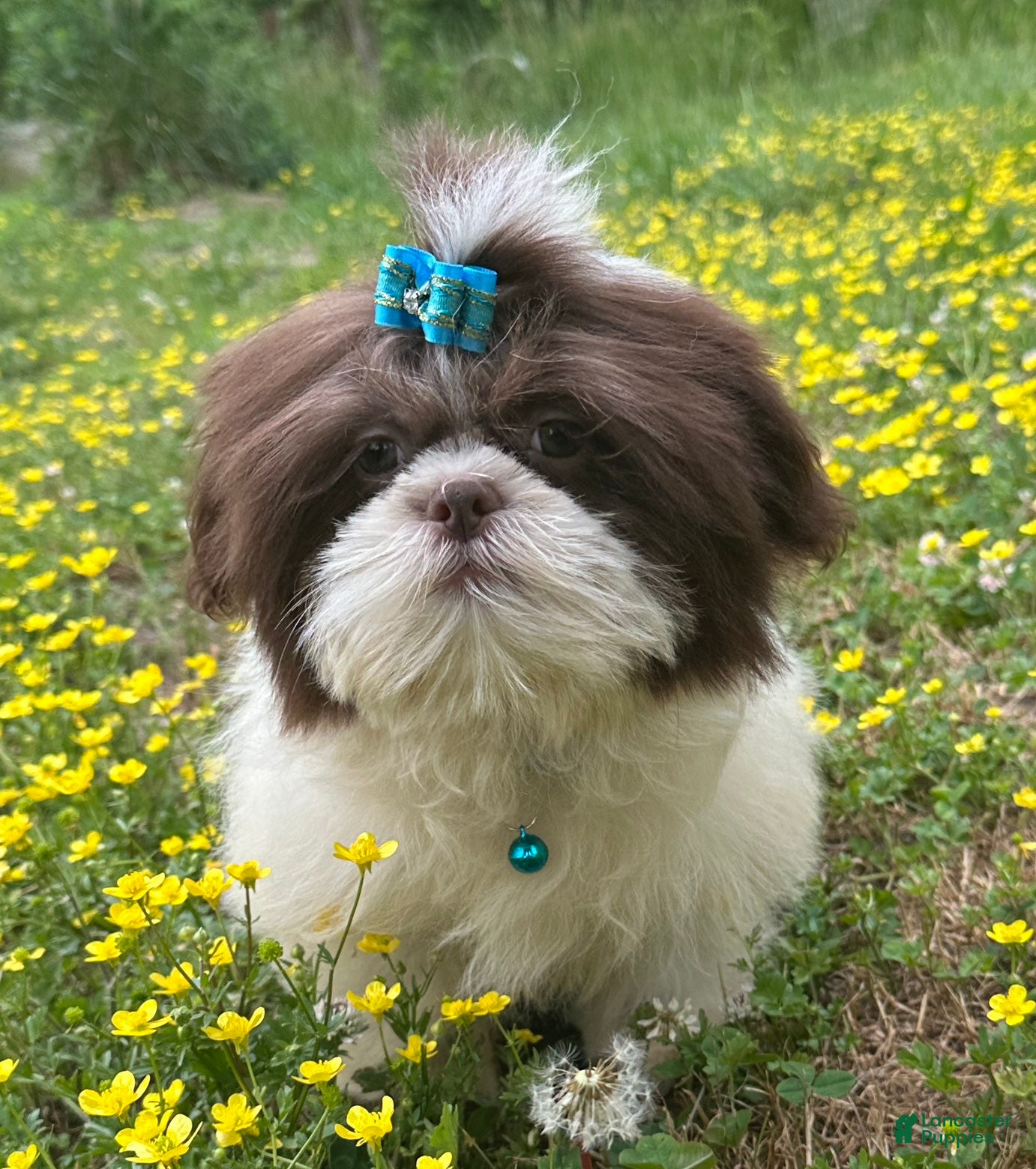 Shih Tzu dogs Weston - Ad 1