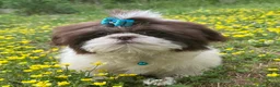 Shih Tzu dogs for sale: Weston - Ad 1