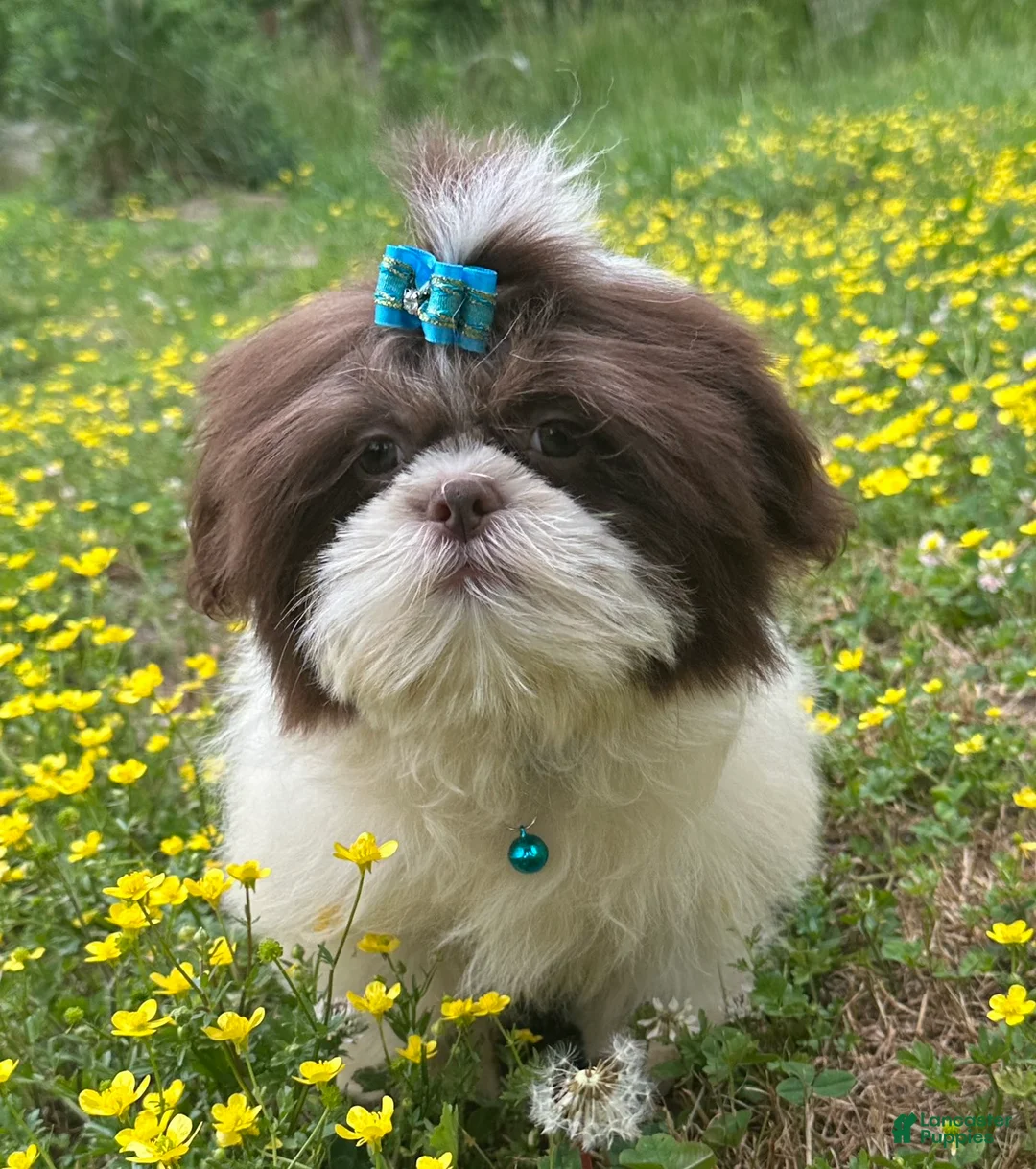 Shih Tzu dogs for sale: Weston - Ad 1