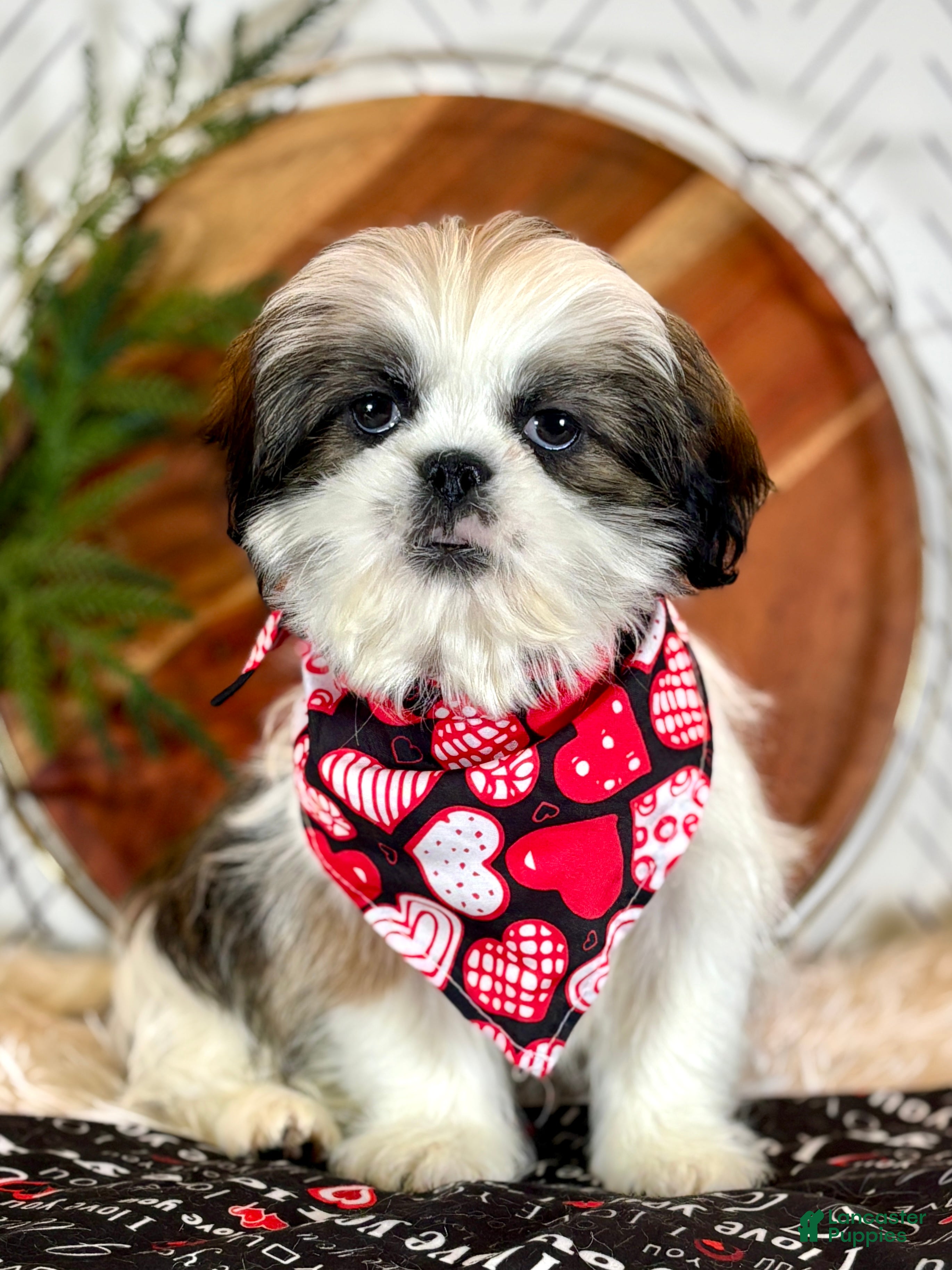 Shih Tzu dogs Cedar - Ad 15