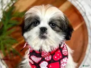 Shih Tzu dogs Cedar - Ad 28