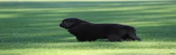 Newfoundland dogs for sale: Sailor - Ad 3