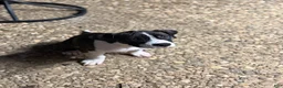 American Bully dogs for sale: Lillie - Ad 4