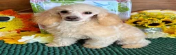 Toy Poodle dogs for sale: Pansy - Ad 5