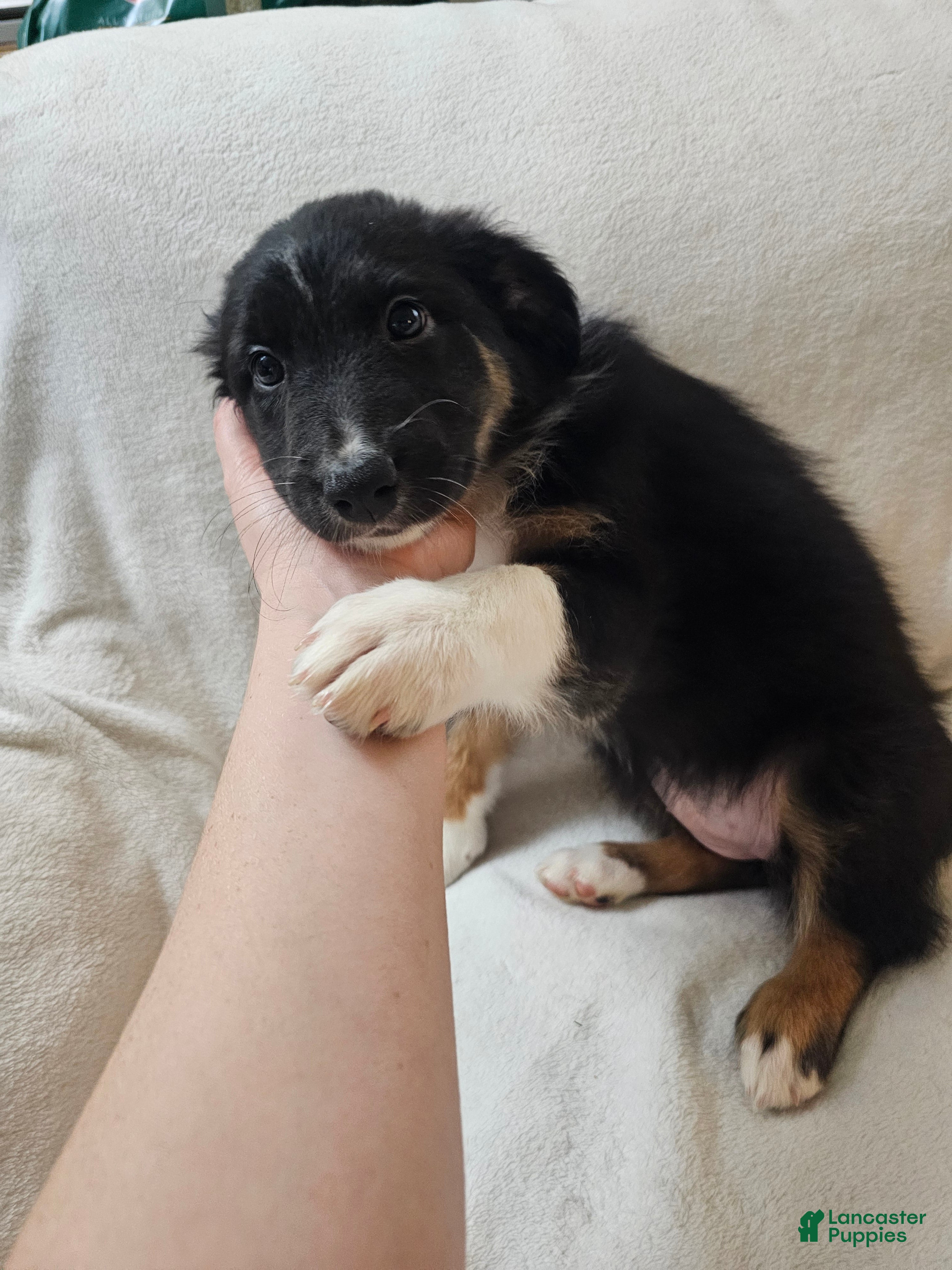 Australian Shepherd dogs Moony - Ad 14