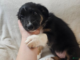 Australian Shepherd dogs Moony - Ad 39