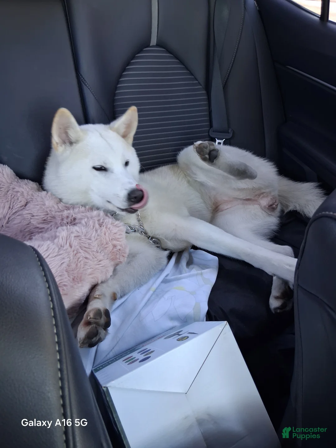 Mixed Breed dogs for sale: Mixed Breed Puppy 3 - Ad 2