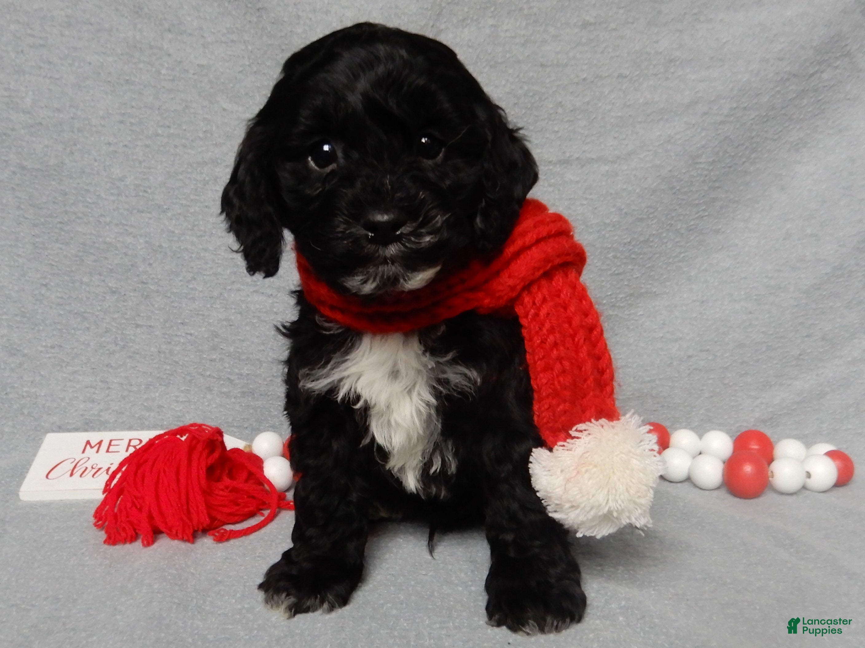 Cockapoo dogs Benny - Ad 10