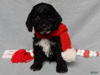 Cockapoo dogs Benny - Ad 21