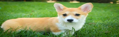 Miriam Welsh Corgi Pembroke