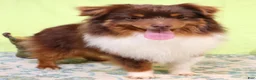 Toy Australian Shepherd dogs for sale: Rita black-tri - Ad 2