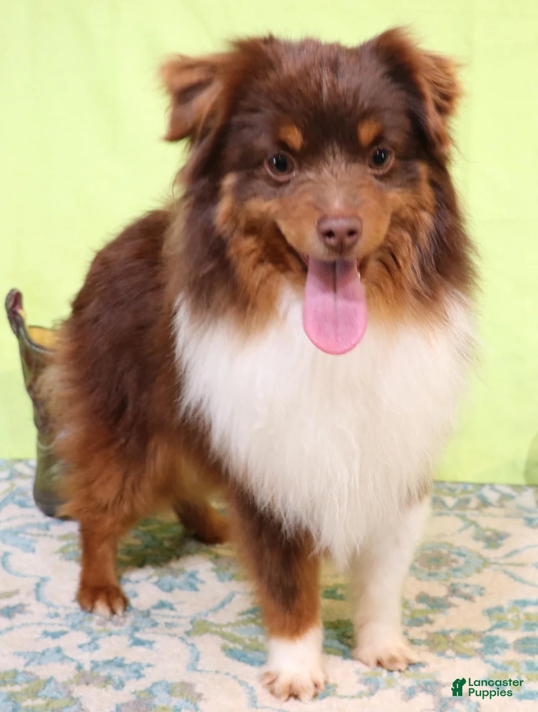 Toy Australian Shepherd dogs for sale: Rita black-tri - Ad 2