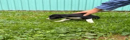 Border Collie dogs for sale: Bob Border Collie  - Ad 3