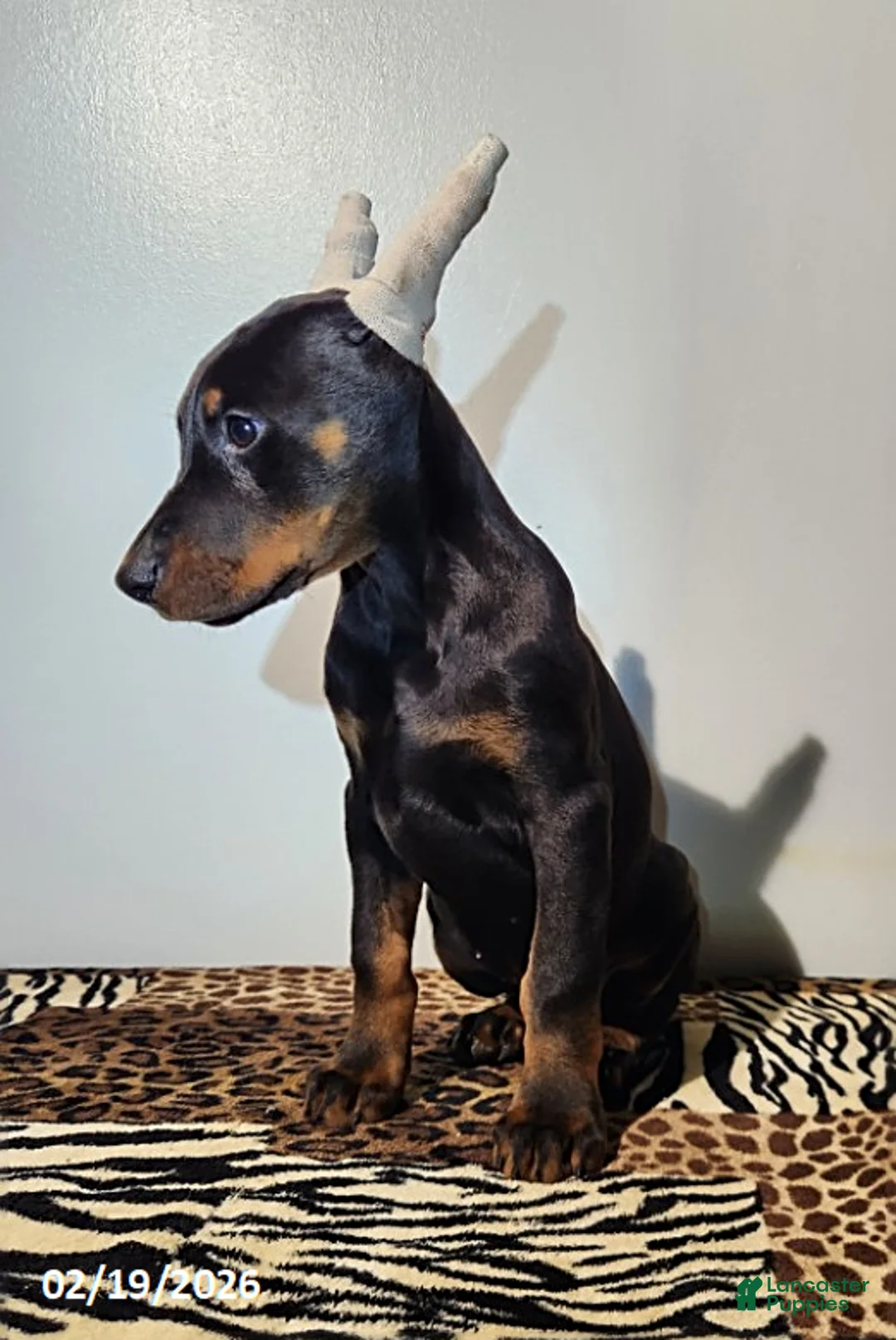Doberman Pinscher dogs for sale: Roxy - Ad 4