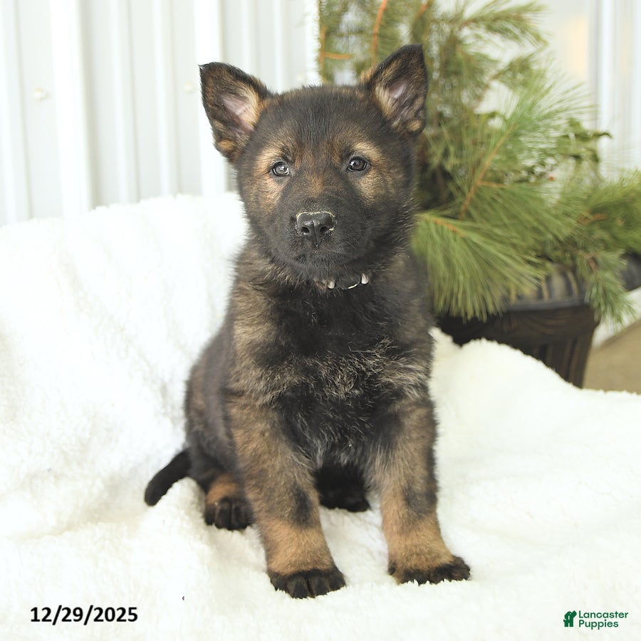 German Shepherd dogs for sale: Diesel - Ad 1