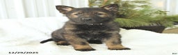 German Shepherd dogs for sale: Diesel - Ad 1