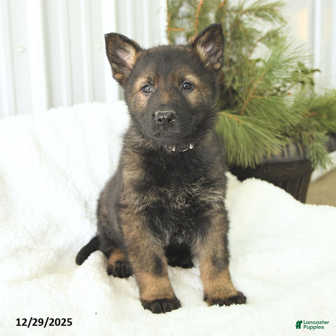 German Shepherd dogs for sale: Diesel - Ad 1