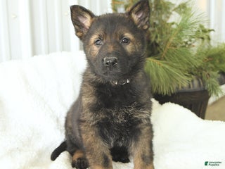 German Shepherd dogs for sale: Diesel - Ad 1