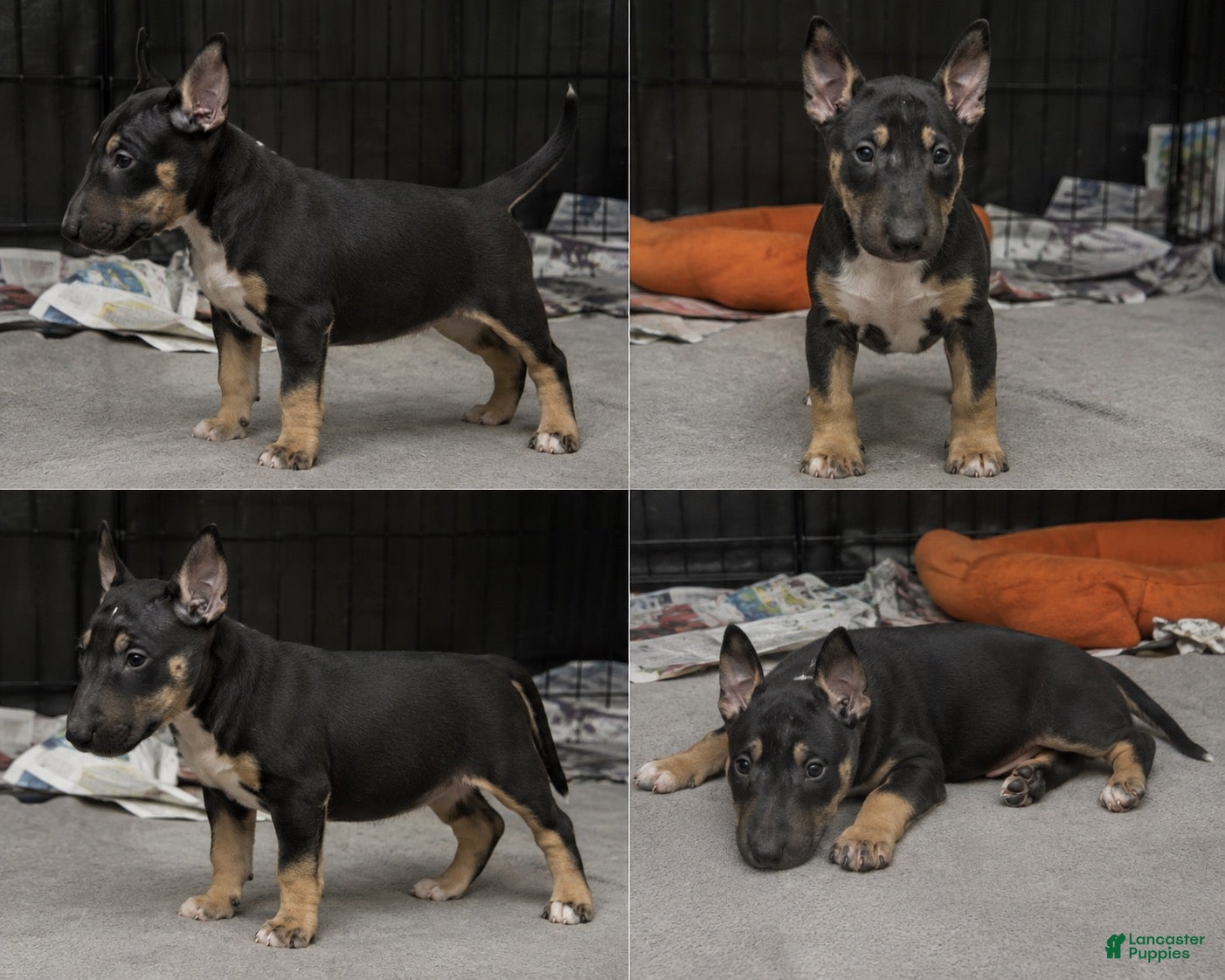Miniature Bull Terrier dogs Miniature Bull Terrier 4 - Ad 6